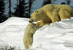 Save polar bears from rising sea levels